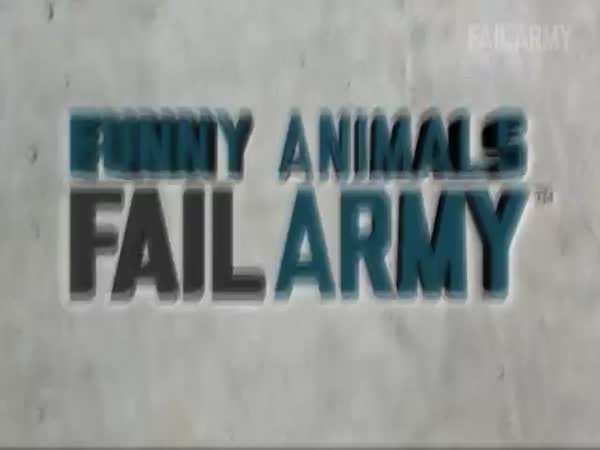 Funny Animal Fails
