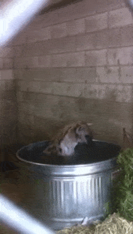 Acid Gifdump, September 02, 2016 (25 gifs)