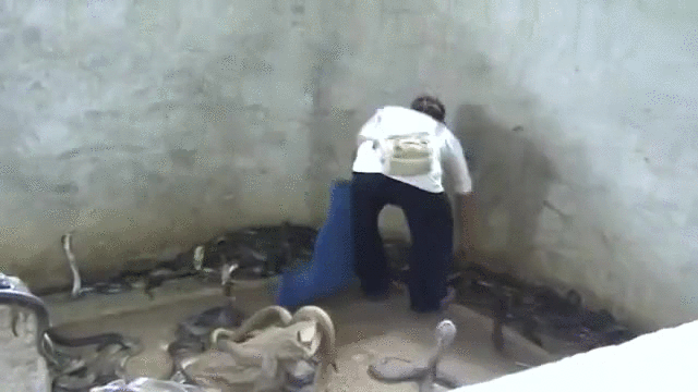 Acid Gifdump, September 02, 2016 (25 gifs)