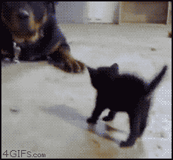 Acid Gifdump, September 02, 2016 (25 gifs)