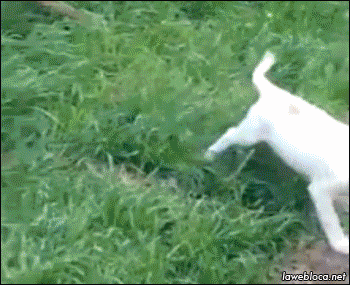 Acid Gifdump, September 02, 2016 (25 gifs)