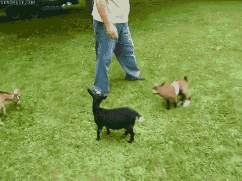 Acid Gifdump, September 02, 2016 (25 gifs)
