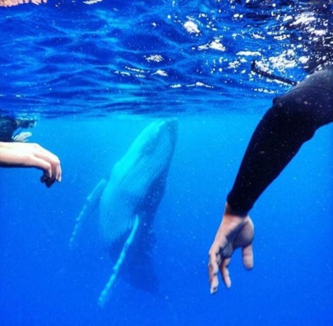 Humpback Whale Photobombs Swimmers In Tonga (2 pics)