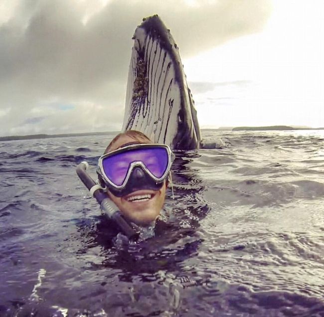 Humpback Whale Photobombs Swimmers In Tonga (2 pics)