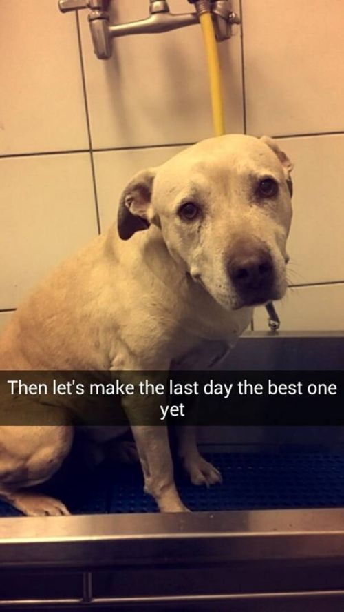 Girl Snapchats The Last Day With Her Dog And It’s Heartbreaking (19 pics)