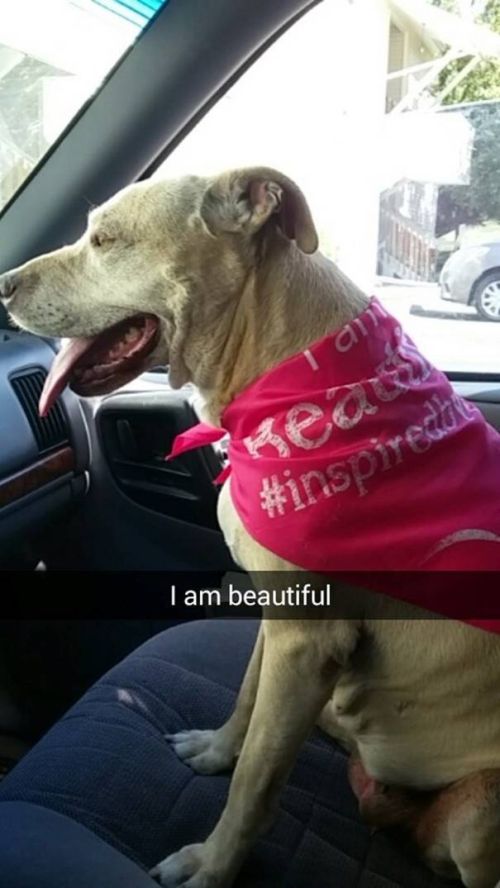 Girl Snapchats The Last Day With Her Dog And It’s Heartbreaking (19 pics)
