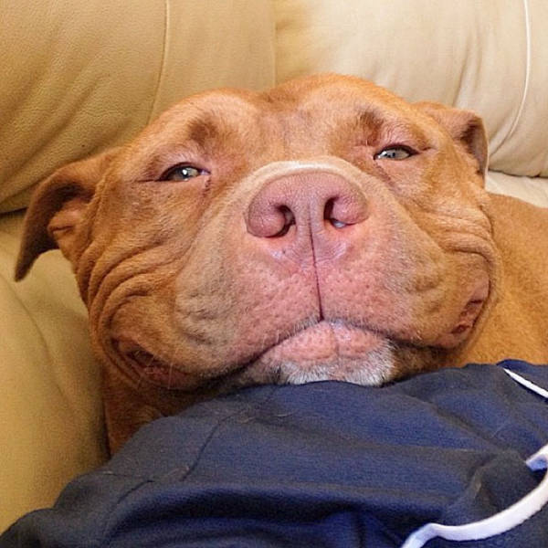 This Adopted Pit Bull Now Has A Permanent Smile (12 pics)