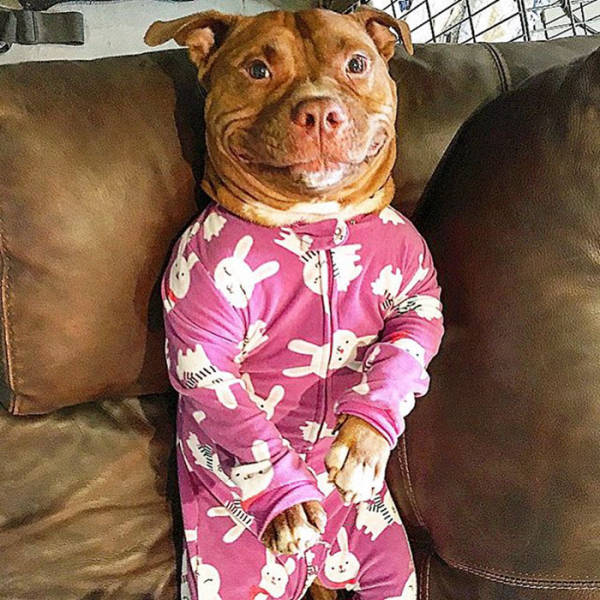 This Adopted Pit Bull Now Has A Permanent Smile (12 pics)