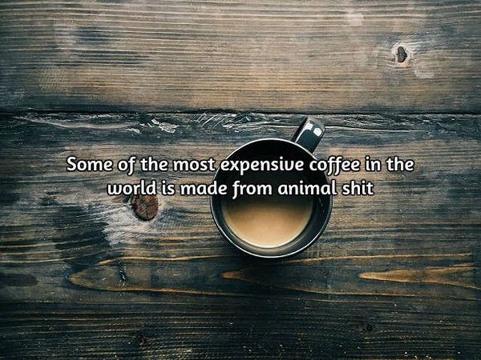 Interesting Facts About Coffee, The World's Most Important Drink (20 pics)