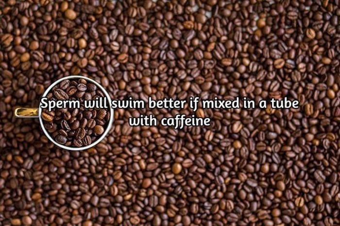 Interesting Facts About Coffee, The World's Most Important Drink (20 pics)