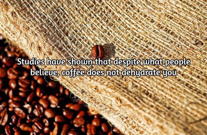 Interesting Facts About Coffee, The World's Most Important Drink (20 pics)