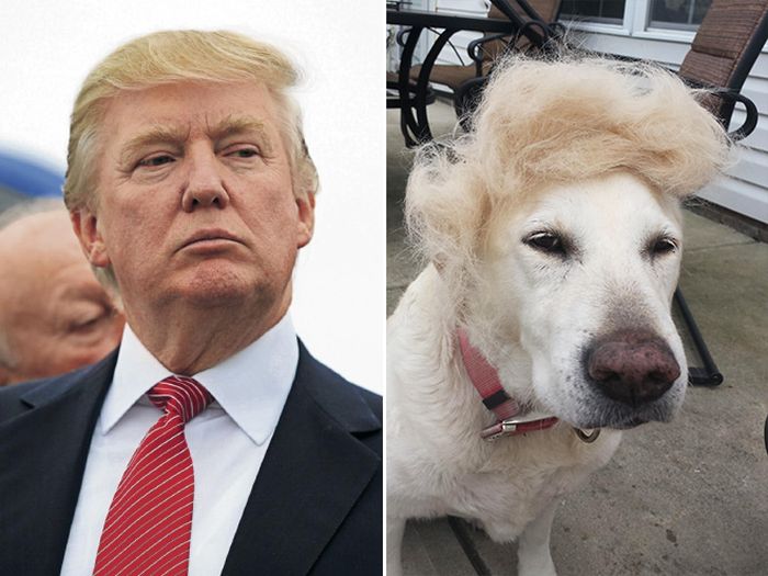 Celebrities Get Compared To Their Dog Look-Alikes (15 pics)