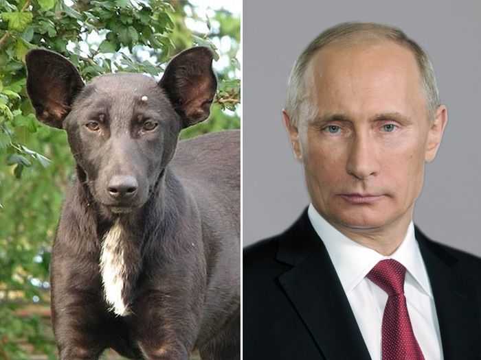 Celebrities Get Compared To Their Dog Look-Alikes (15 pics)