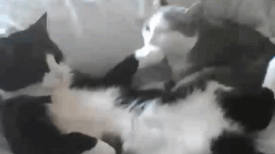 Acid Gifdump, September 07, 2016 (25 gifs)