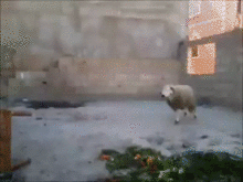 Acid Gifdump, September 07, 2016 (25 gifs)