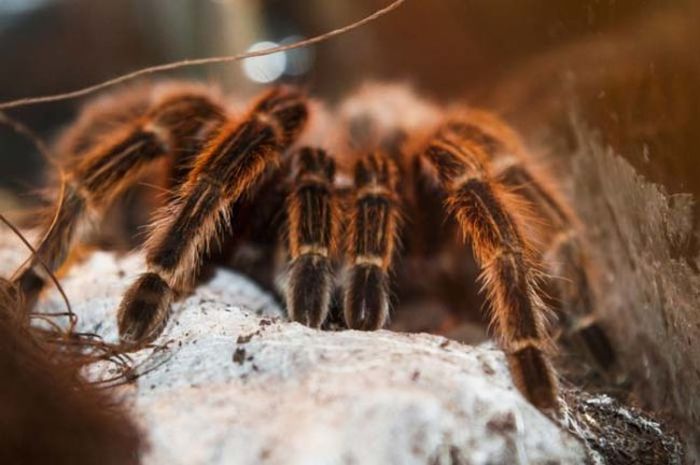 It's Time For Tarantula Mating Season In Los Angeles (4 pics)