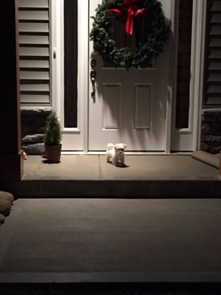 Beware Of These Adorable Dogs On Guard Duty (25 pics)
