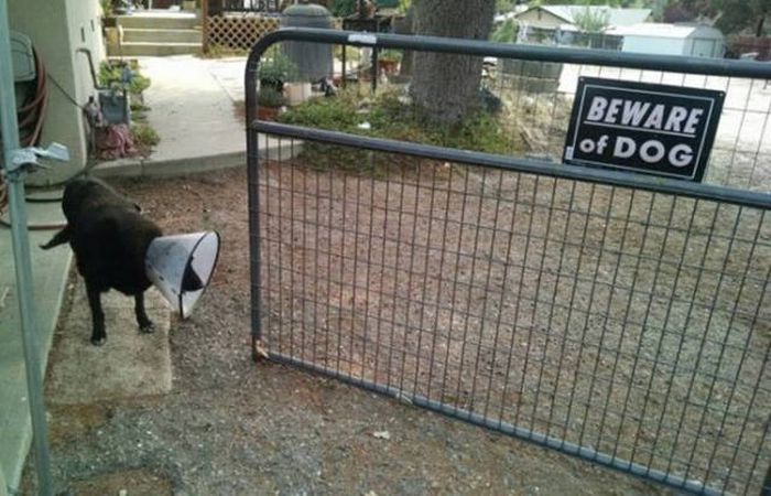 Beware Of These Adorable Dogs On Guard Duty (25 pics)