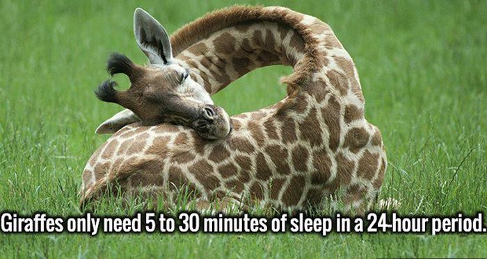 Fresh Facts That Will Take Your Ignorance And Crush It To Bits (20 pics)