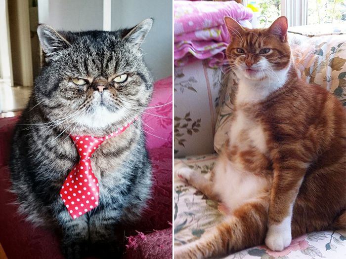 Angry Cats That Most Definitely Want You Dead (18 pics)