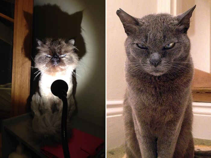 Angry Cats That Most Definitely Want You Dead (18 pics)