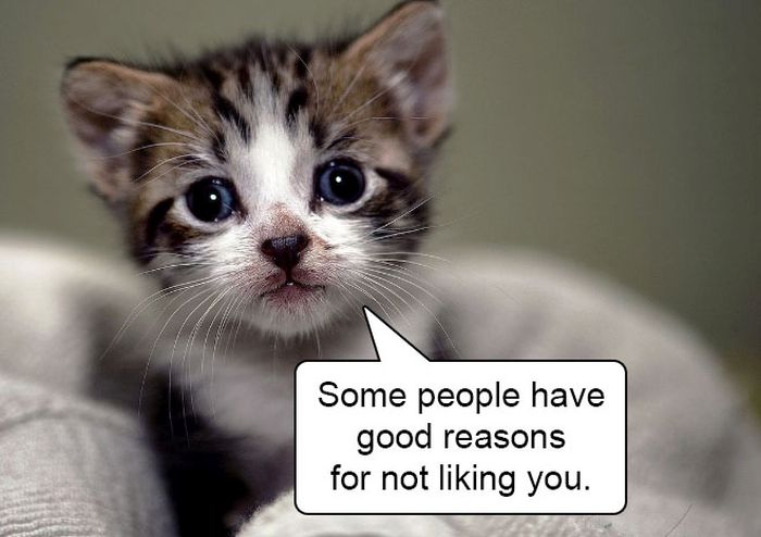 Harsh Truths From Cute And Cuddly Kittens (14 pics)