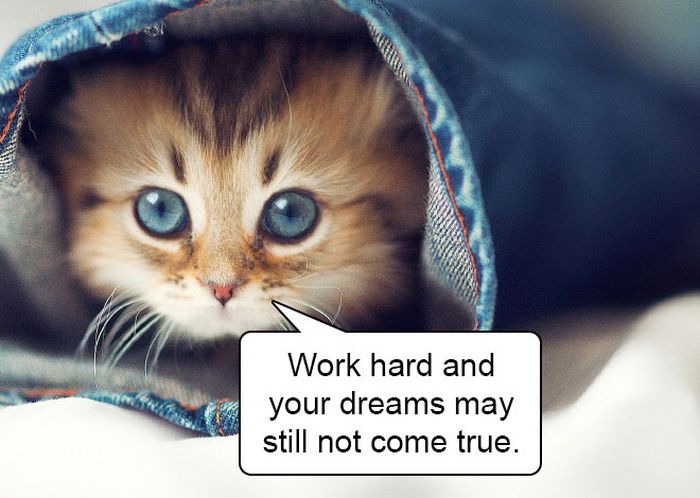 Harsh Truths From Cute And Cuddly Kittens (14 pics)