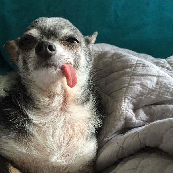 These Old Toothless Chihuahuas All Live In The Same Happy Home (11 pics)