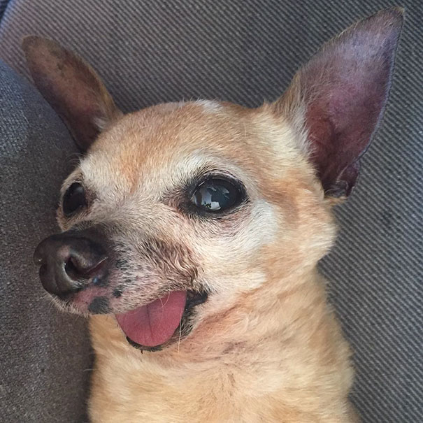 these-old-toothless-chihuahuas-all-live-in-the-same-happy-home-11-pics