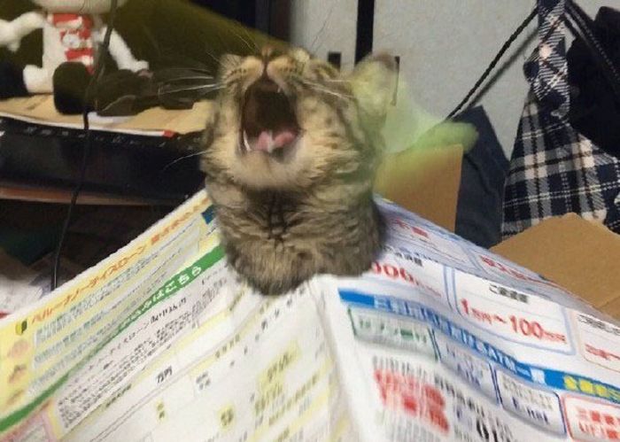 Cat Panics After Getting Trapped (4 pics)