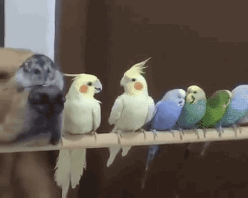 Acid Gifdump, September 13, 2016 (25 gifs)