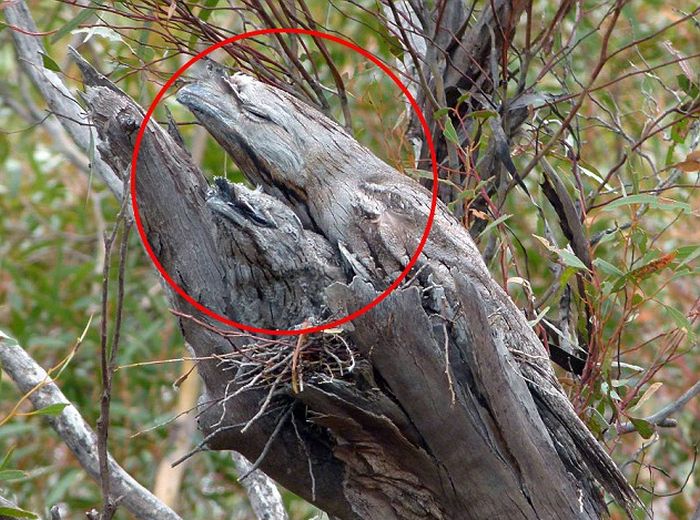 See How Many Hidden Birds You Can Find (2 pics)