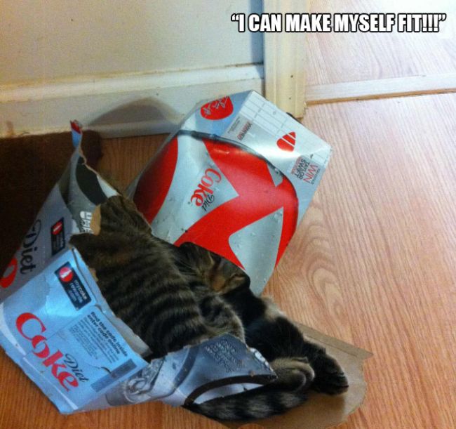 Cats Who Clearly Have An Obsession With Boxes (19 pics)