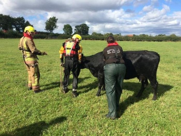 Cow Gets Rescued After An Adventure In The River (6 pics)
