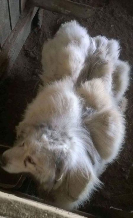 Dog Found Trapped in Barn Gets The Haircut It Deserves (8 pics)
