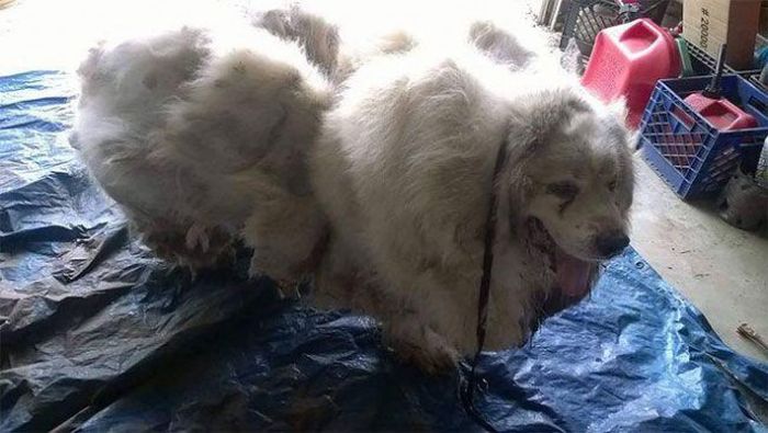Dog Found Trapped in Barn Gets The Haircut It Deserves (8 pics)