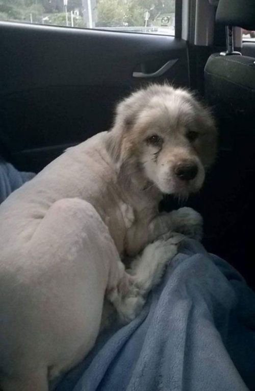 Dog Found Trapped in Barn Gets The Haircut It Deserves (8 pics)