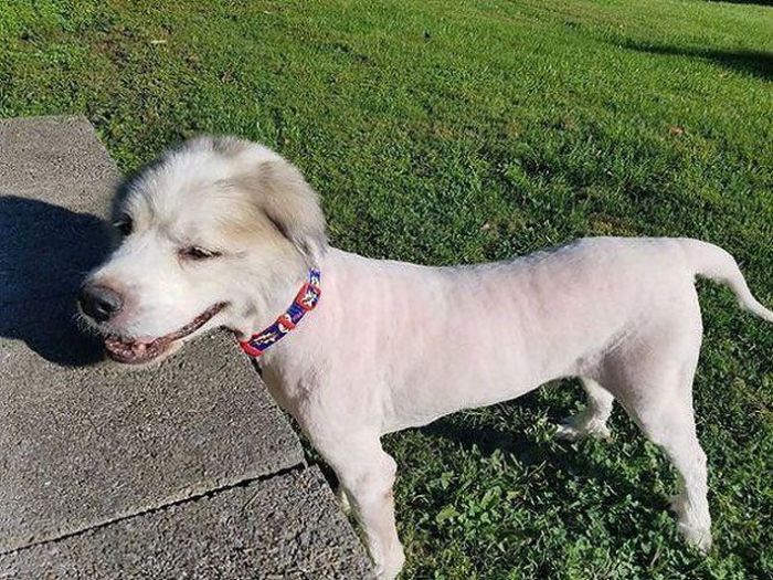 Dog Found Trapped in Barn Gets The Haircut It Deserves (8 pics)