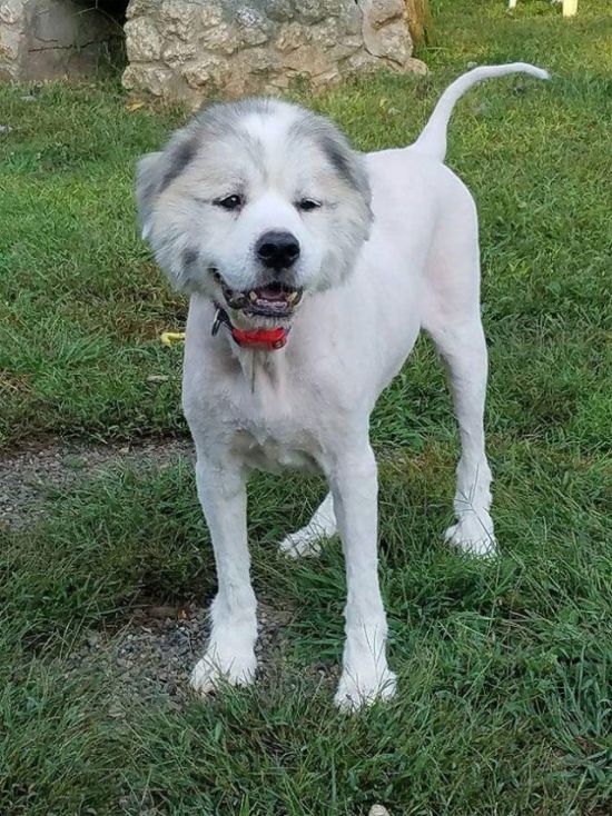 Dog Found Trapped in Barn Gets The Haircut It Deserves (8 pics)