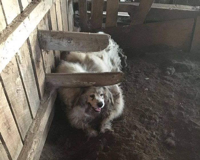 Dog Found Trapped in Barn Gets The Haircut It Deserves (8 pics)
