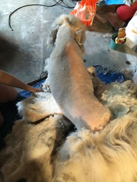 Dog Found Trapped in Barn Gets The Haircut It Deserves (8 pics)