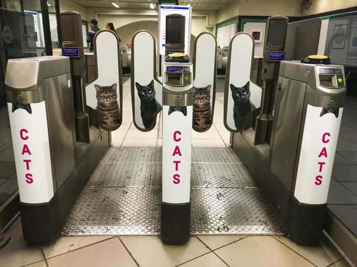 Citizens Replaced Every Ad At A London Underground Station With Cats (7 pics)