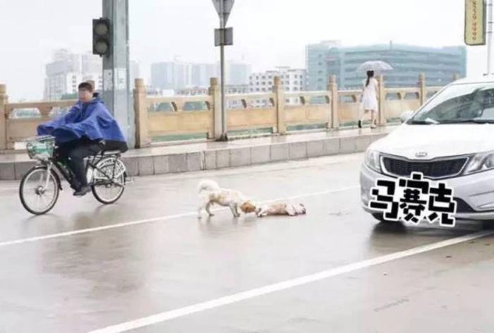 Heartbreaking Photo Shows Dog Guarding Friend After A Car Accident (2 pics)