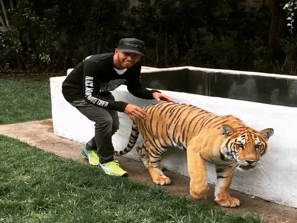Lewis Hamilton Scares a Tiger