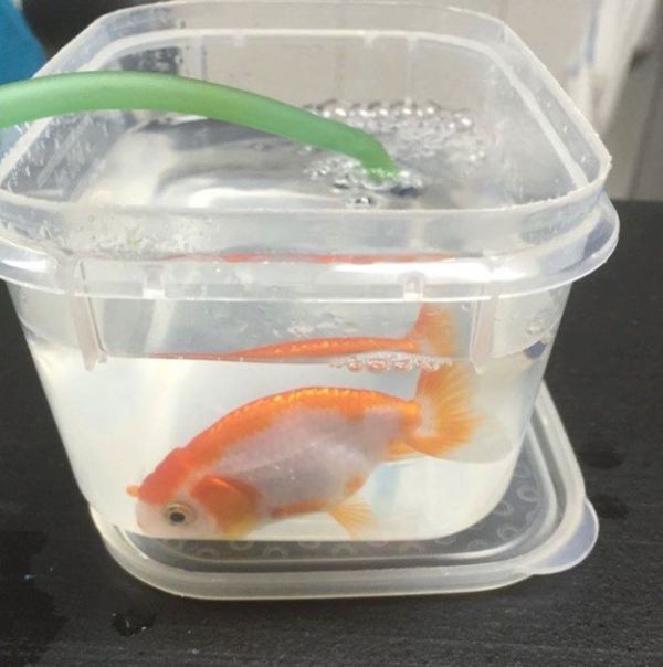 Woman Spends $500 On Surgery For Her Goldfish (7 pics)