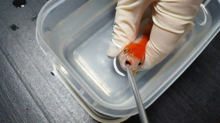 Woman Spends $500 On Surgery For Her Goldfish (7 pics)