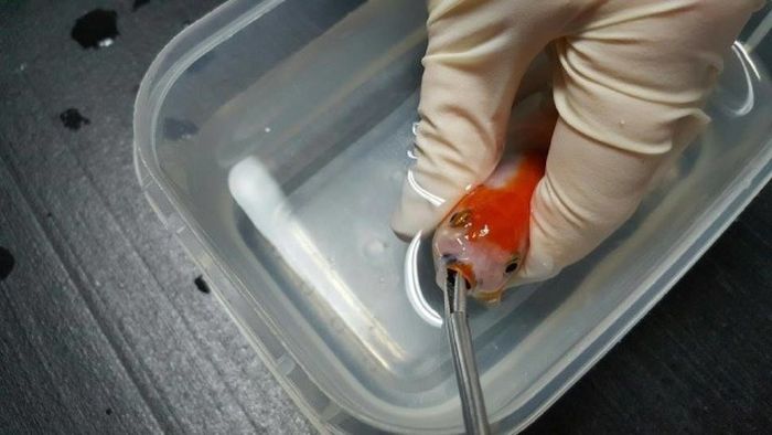 Woman Spends $500 On Surgery For Her Goldfish (7 pics)