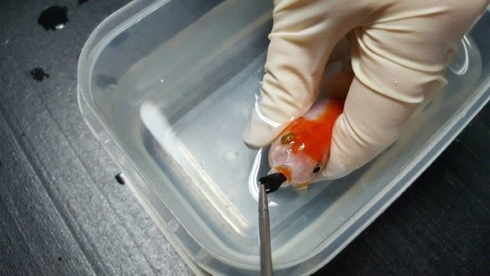 Woman Spends $500 On Surgery For Her Goldfish (7 pics)