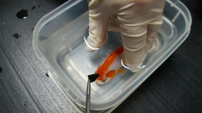 Woman Spends $500 On Surgery For Her Goldfish (7 pics)