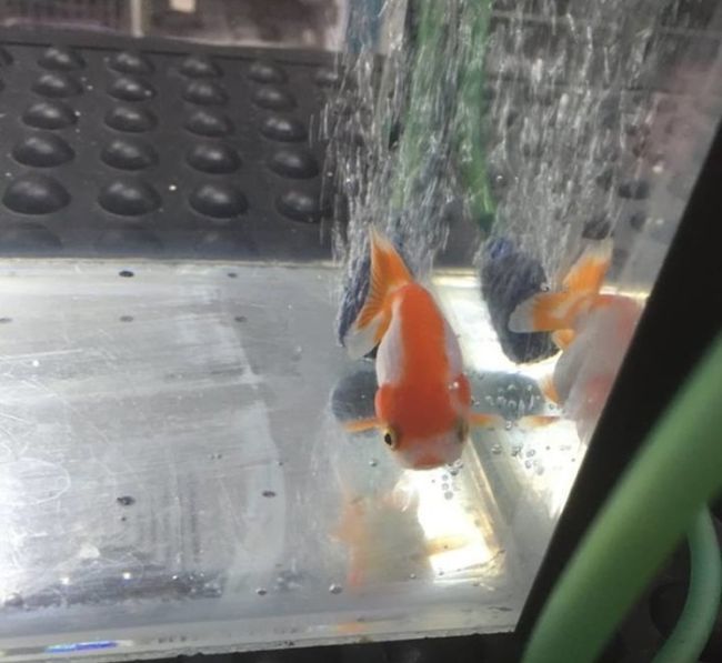 Woman Spends $500 On Surgery For Her Goldfish (7 pics)